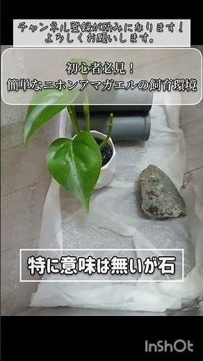 初心者必見！簡単なニホンアマガエルのメンテナンス重視の飼育環境。#カエル #ニホンアマガエル #飼育方法 #shorts