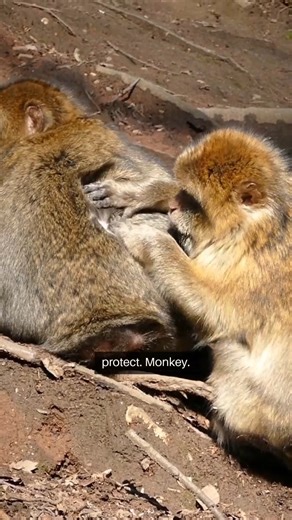 Baboon Fights: Survival, Power, Protection