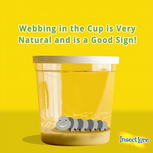 Why Are My Painted Lady Caterpillars Making a Web?