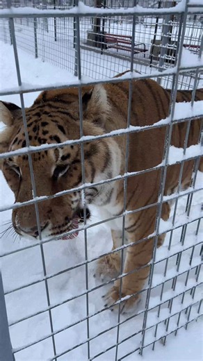 Lakota Ti-Liger - Watch what this funny boy is doing with his tail. #TCWR #TurpentineCreek #GFAS #GlobalFederationAnimalSanctuaries #RescueToRefuge #Sanctuary #BigCat #Cats #refuge #dnow #snowday #funnycats #catvideo | Turpentine Creek Wildlife Refuge