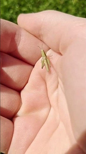 Tutorial on catching grasshoppers