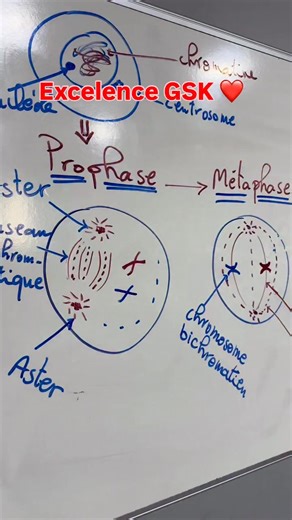 Svt Challal on Instagram‎: "Mitose #bac2026 #علوم #génétique #BioF #ADN #maroc #svt #bacmaroc #mitos @Dr.irrifi svt"‎