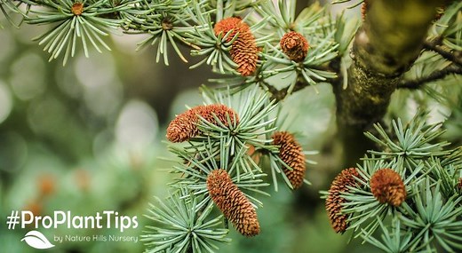 Best Trees That Keep Their Leaves All Year | NatureHills.com