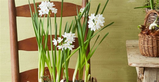 How to plant quick-blooming paperwhites now for a beautiful display at Christmas