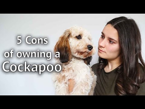 WHY YOU WOULDN'T WANT A COCKAPOO: 5 reasons why a cockapoo might not be the right breed for you