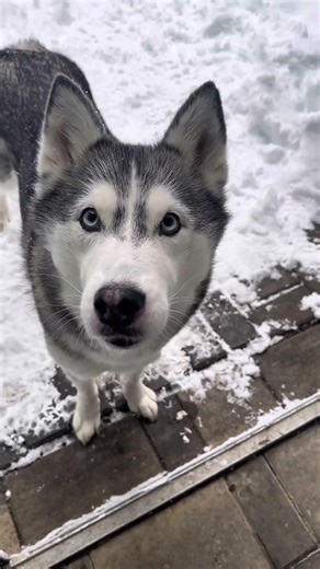 When a talking husky… #husky #siberianhusky #huskylife #talkinghusky