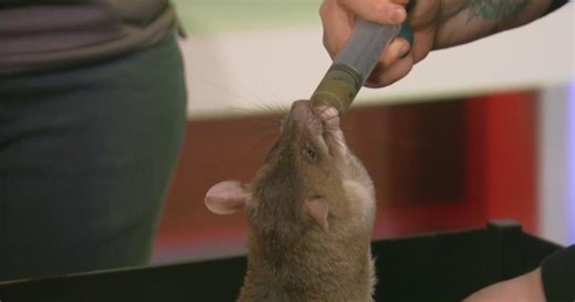 The Maryland Zoo introduces WJZ to an African Savannah Pouched Rat