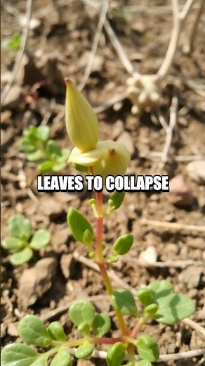 The Intriguing Science of the Touch-Me-Not Plant