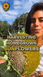 5.4K views · 34 reactions | Happy Friday!  Rehana is harvesting...
