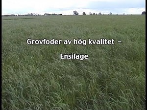Grovfoder av hög kvalitet - Ensilage