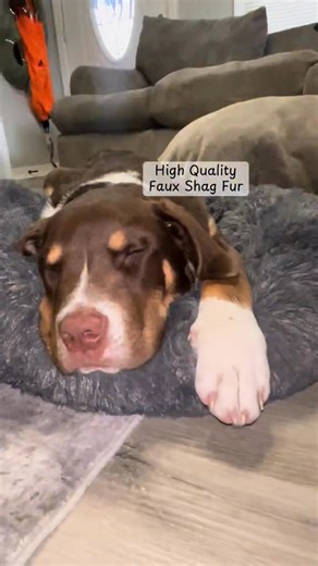 Over 23 million dogs in the U.S. struggle with anxiety—but yours doesn’t have to. 🐶💙 The Cloud Comfort™ Orthopedic Calming Dog Bed is designed to ease anxiety, relieve joint pain, and improve sleep for a happier, healthier pup. ✔ Raised rim mimics a mother’s embrace 🐾 ✔ Orthopedic filling soothes joints & muscles 🛏 ✔ Ultra-soft, self-warming faux fur 💕 ✔ Machine washable & hypoallergenic ✨ Thousands of pet owners have seen instant results—calmer, happier dogs! 💤 🚨 50% OFF Today Free U.S. 