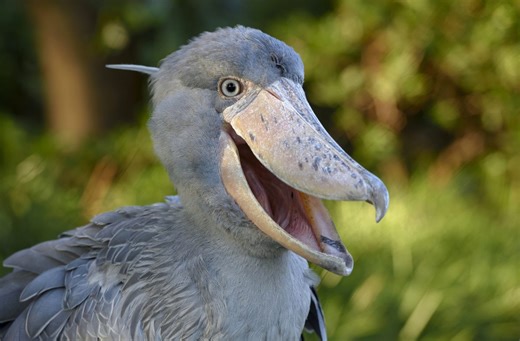 Buzzing chainsaws, clattering machine guns and metallic hammering: 7 of the weirdest bird noises on Earth | Discover Wildlife
