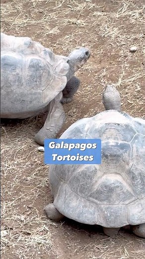 I NEVER Knew This About Galapagos Tortoises! 💁‍♀️
