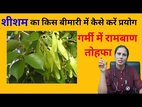 शीशम के पत्ते के फायदे | Shisham ke patte ke fayde | Shisham ka ped | Sisam ke patte ke fayde