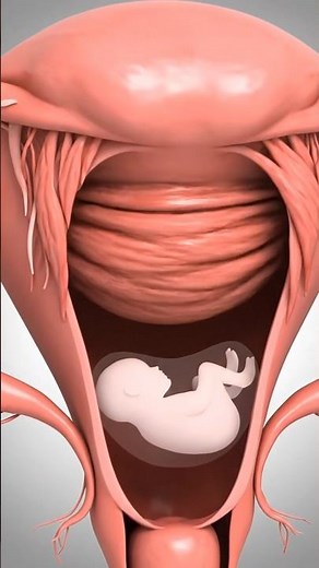 Uterine Contractions During Labor#shorts #science #anatomy