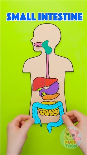 🫀 Easy Guide: How Your Body Organs Work Together! ❓