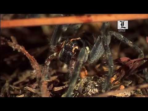 Plantas Carnivoras Documental completo