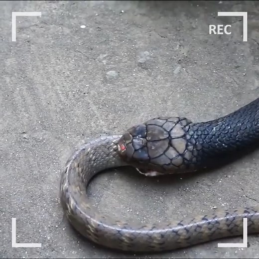 King cobra eats small snakes Join my group :👉👉👉 Animals Kingdom 👈👈👈 Thank you so much 😍 | Snake Park
