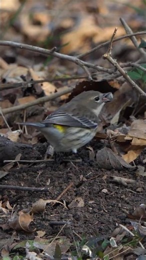 Yellow-rumped Warbler scrapes wax from Wax Myrtle fruit
