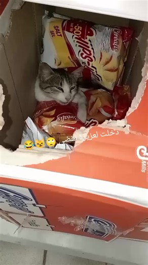 Vidéos de Nadia (@sghaiernadouch) avec original sound - Rbou5