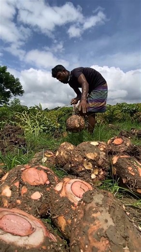 Incredible Elephant-foot Yam Harvesting Process | FoodStuff