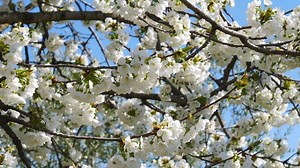 Download Apple Tree Flowers Blossoming Close Up for free