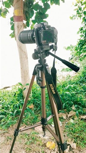 Nikon D5300 Photography #shorts #nikon #birds #photography