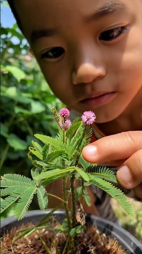 Science Behind the Chui Mui Plant