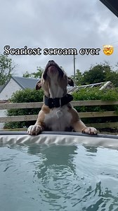 Most ferocious roar captured on camera 🤯 #roar #roarlions #americanbully #americanpitbullpuppy #americanpitbullbrasil #bullybreed #puppylife #puppylove #puppyoftheday | Zion Pocket Bully