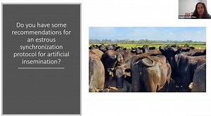 Friday Feature: Answers to Common Beef Cattle Reproduction Management Questions