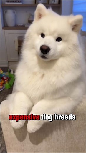 Top 5 Most Expensive Dog Breeds in the World 💰🐶 (2026 Prices)