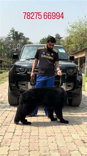 India’s No 1 Show Purpose Black German Shepherd Right Now ❤️ #blackgermanshepherd #germanshperd