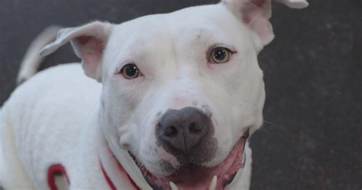 Furry Friday: Meet Missy the dog and Brooklyn the cat