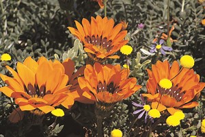 Propagation of Gazania