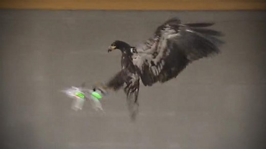 Using Birds of Prey to Take Down Drones