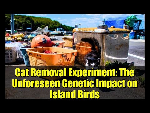 Cat Removal Experiment: The Unforeseen Genetic Impact on Island Birds