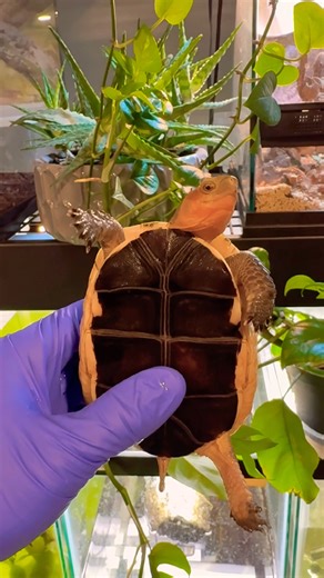 Chinese box turtle (cuora flavomarginata) #turtle#boxturtle#conservation#reptile#education#science