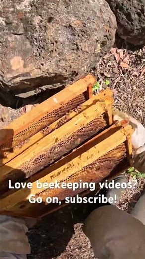How Beekeepers Rescue A Failing Nucleus Hive - Beekeeping