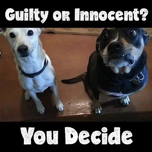 So guilty, lol. | Pet Videos Daily