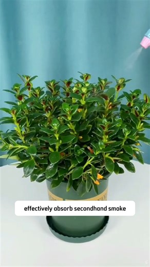 Goldfish Plant | Dodo Garden