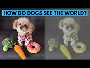 Are Dogs Really Color Blind?