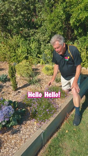 Purple Brachyscome is a prolific bloomer, perfect for various gardens like terraces, rockeries, and containers.💜😍🦋 Shop Purple Brachyscome 👇 https://www.thetutuguru.com.au/shop/brachyscome-cut-leaf-daisy-purple/ #hellohelloplants #brachyscome #flowers #bloomingflowers #flowerslovers | Hello Hello Plants & Garden Supplies