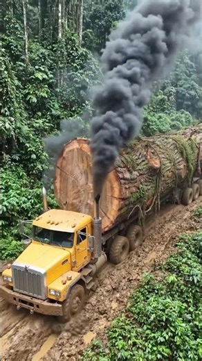 Massive Jungle Logging Truck Hauls a Giant Tree Through Deep Mud #truck #offroad #shorts