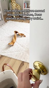 12M views · 848K reactions | A real life Toy Story.笠 | Beau Nose Bones | Facebook