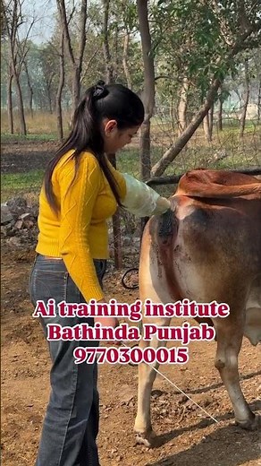 Cow Artificial Insemination Process | AI Training Live Demo | Latest Veterinary Technique