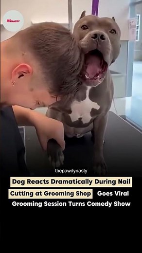 Dramatic Dog Goes Viral During Nail Trim 😂 Funniest Grooming Reaction Ever | Hilarious Dog Drama