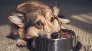 Feeding Dry Dog Food: Pros & Cons