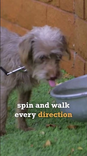 How To Train A Dog To Heel 🦮 #luckydog #shorts #dog