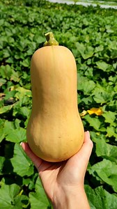 126 reactions · 29 shares | The wonderful process of growing butternuts.☀️ | Sakata Seed Southern Africa | Facebook