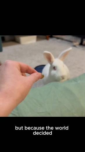 5.6K views · 427 reactions | Meet Skitty & Bitty—two gentle souls who...